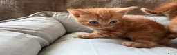 British Shorthair cats for sale: Gorgeous Ginger Kittens - Ready to leave in Mansfield - Advert 3