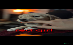 Goldendoodle dogs for sale: Beautiful golden puppies READY NOW ONE GIRL LEFT  - Image 5