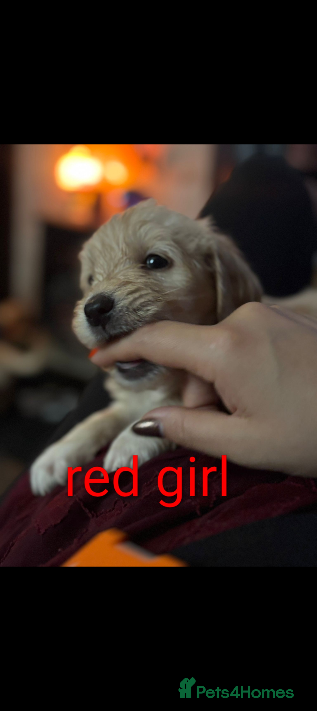 Goldendoodle dogs for sale: Beautiful golden puppies READY NOW ONE GIRL LEFT  - Image 5