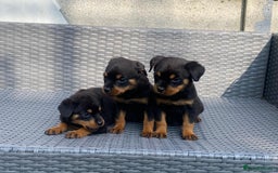 Rottweiler dogs for sale: Beautiful Rottweilers - Image 17