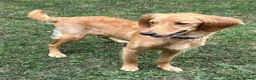 Goldendoodle dogs for sale: PARENTS ARE FROM SUPER HEALTH TESTED LINEAGE  - Advert 3