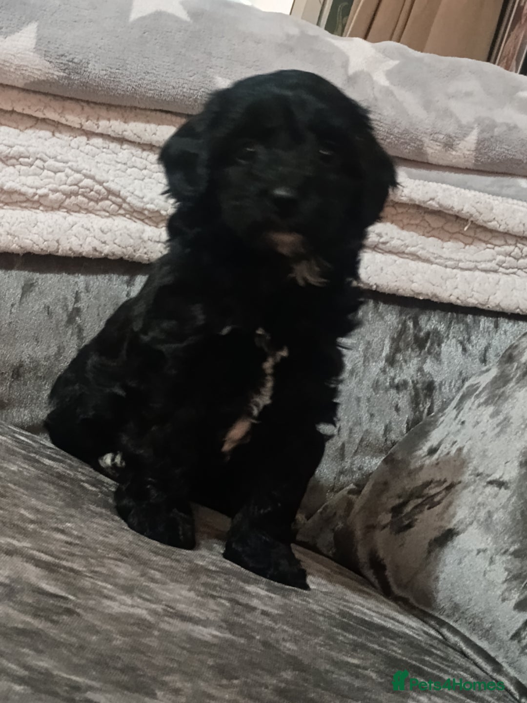 Toy Poodle dogs for sale: Toy poodle puppies  - Advert 4