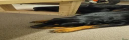 Rottweiler dogs for sale: Gorgeous rottweiler pups - Advert 2