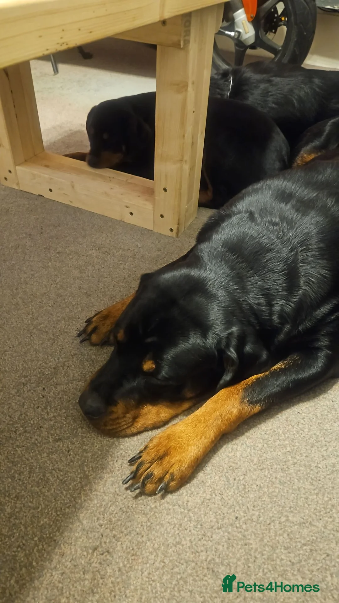 Rottweiler dogs for sale: Gorgeous rottweiler pups - Advert 2