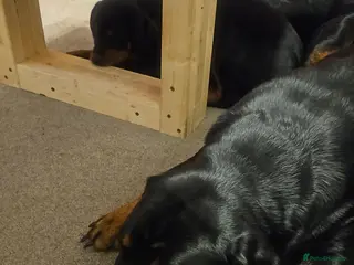 Rottweiler dogs Gorgeous rottweiler pups - Advert 2