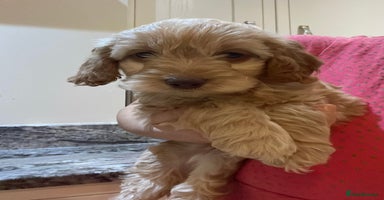Cockapoo dogs  5 ⭐️ genetics F1b cockapoo Apricot with blue eyes - Advert 2