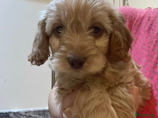 Cockapoo dogs 5 ⭐️ genetics F1b cockapoo Apricot with blue eyes - Advert 2