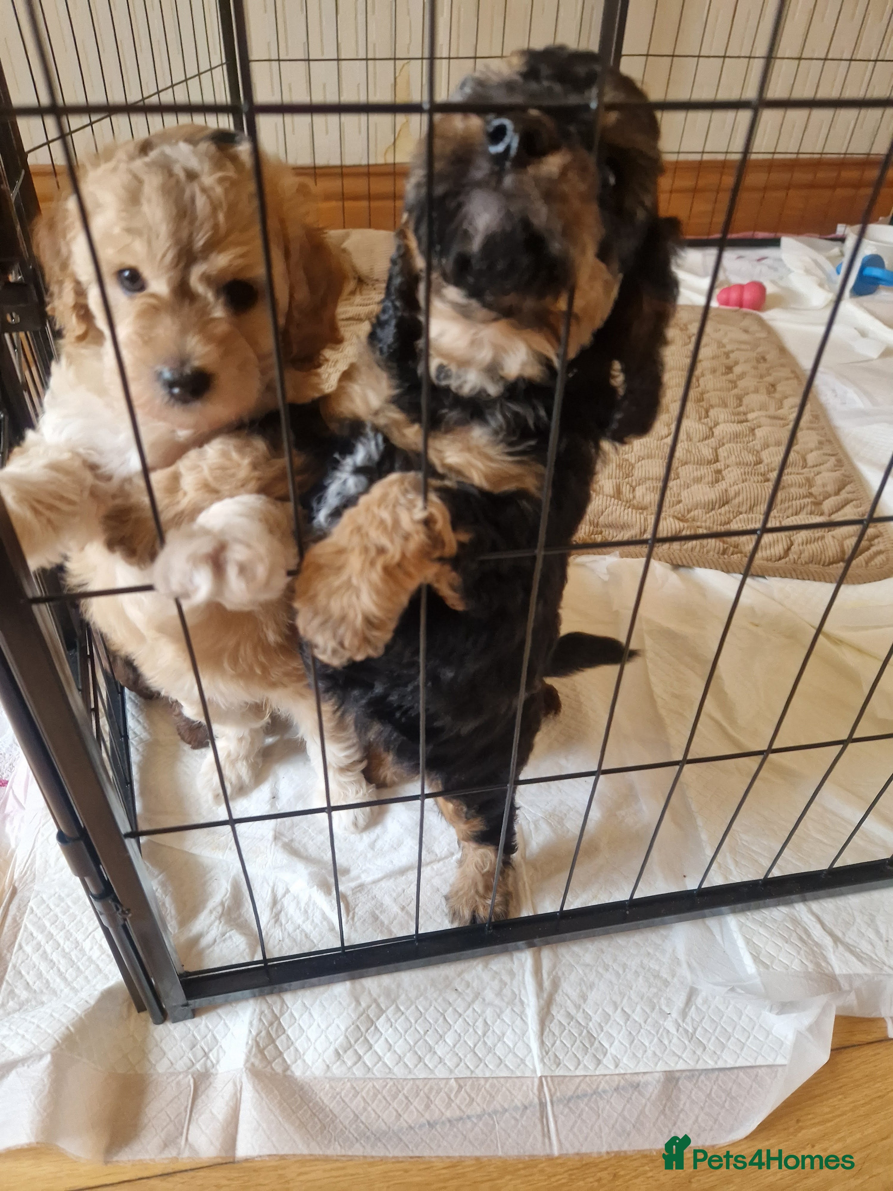 Cockapoo dogs F1B cockapoo puppies 2 boys 1 girl  - Advert 2
