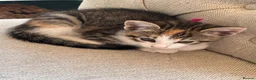 Mixed Breed cats for sale: 4 amazing coloured kittens - Advert 17