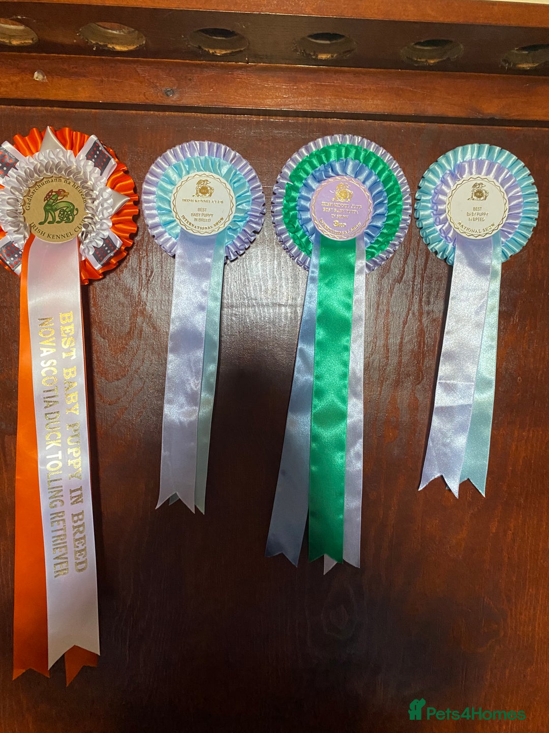 Nova Scotia Duck Tolling Retriever dogs for sale: Fantastic nova puppies - Image 8