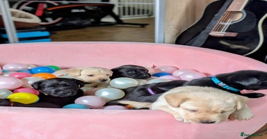 Labrador Retriever dogs - Advert 9