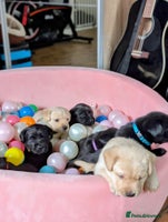 Labrador Retriever dogs - Advert 9