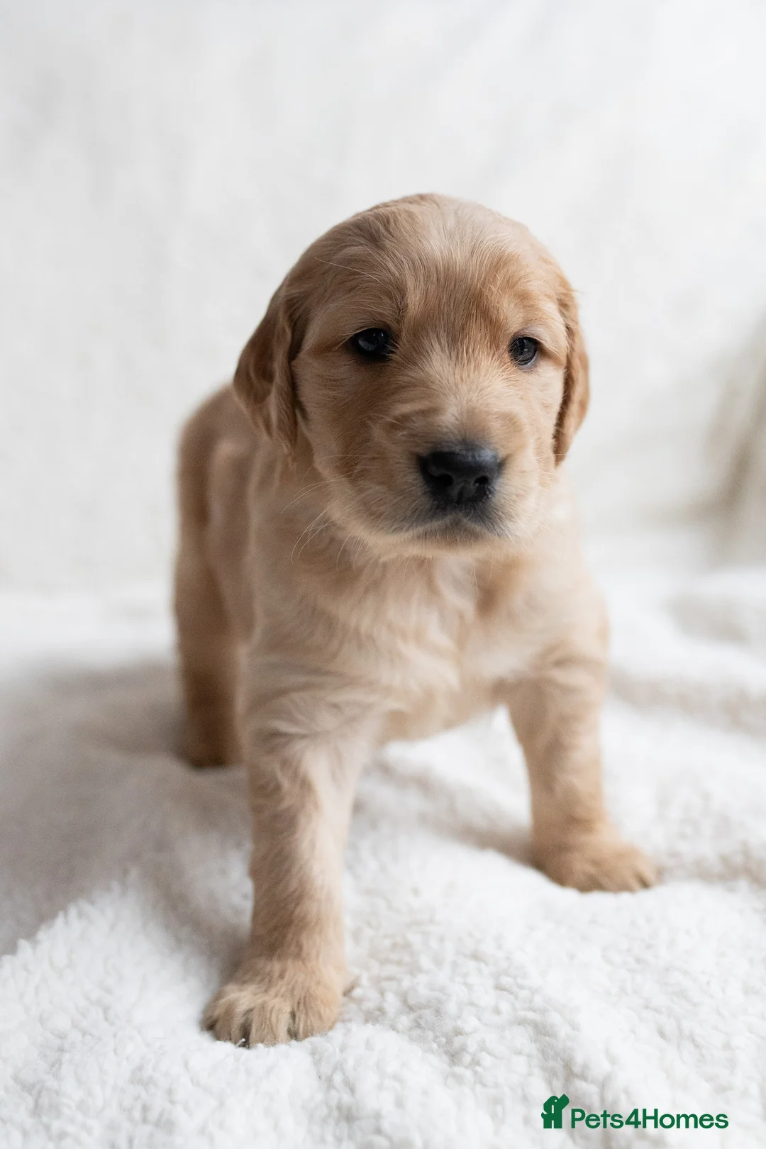 Mixed Breed dogs for sale: Mini Golden retriever ( Dakota sport retriever) - Advert 23