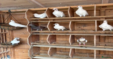 Doves birds - Advert 12