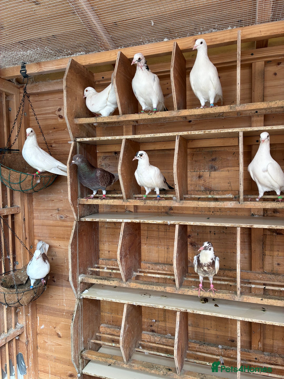 Doves birds for sale: Doves for re-homing - Image 2