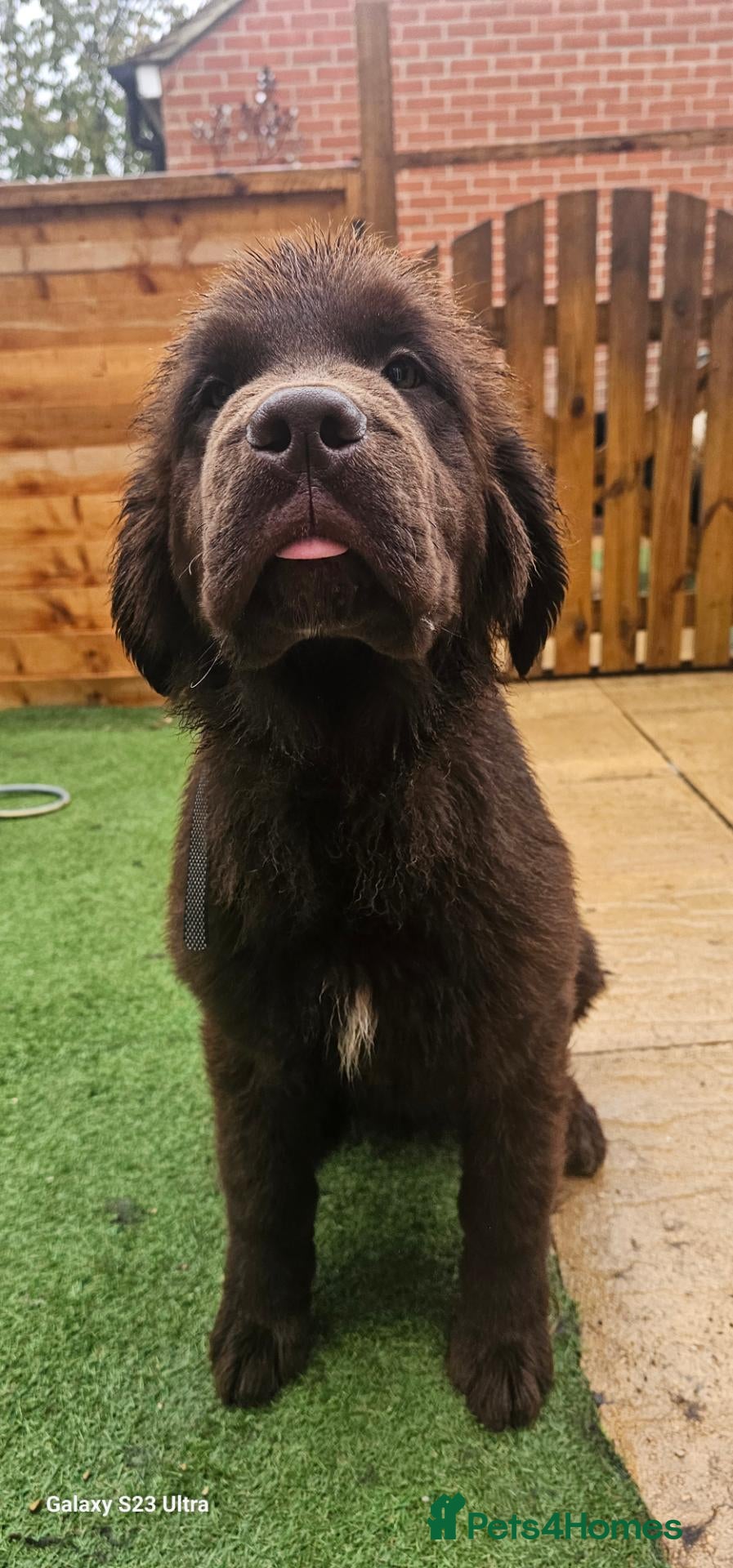 Newfoundland dogs Brown newfoundland for sale - Advert 1