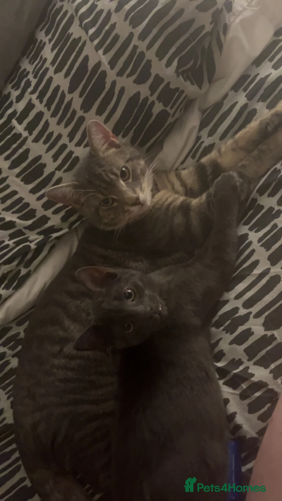 Mixed Breed cats for sale: 2 male cats  in Caterham - Advert 2