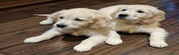 Golden Retriever dogs for sale: Adorable cream golden retriever puppies - Advert 2