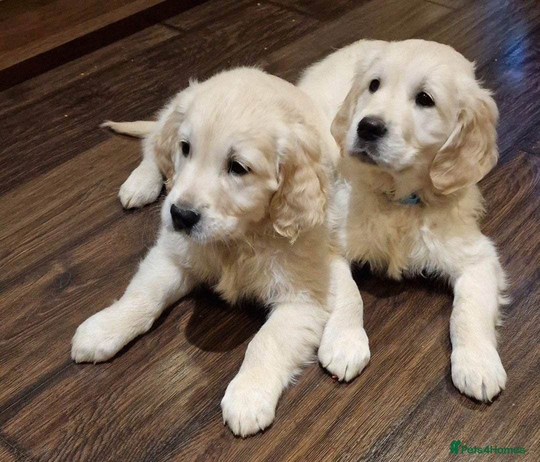 Golden Retriever dogs for sale: Adorable cream golden retriever puppies - Advert 2