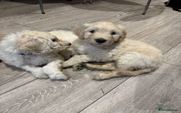 Goldendoodle dogs for sale: Golden doodle F1B stunning puppies  - Image 10