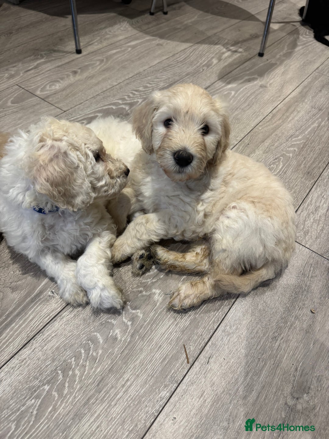 Goldendoodle dogs for sale: Golden doodle F1B stunning puppies  - Image 10