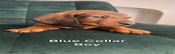 Dachshund dogs for sale: KC Standard Long Haired & Smooth Dachshund Puppies - Advert 20
