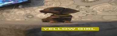 Miniature Dachshund Puppy 4