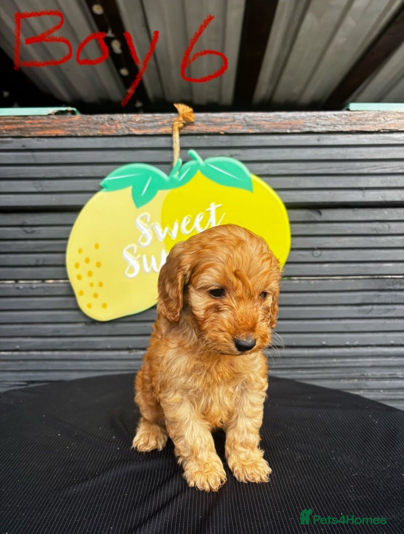 Cockapoo dogs STUNNING F1 RED COCKAPOO ready now! - Advert 2