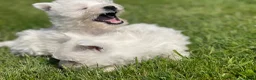 West Highland Terrier dogs for sale: Royal kennel club registered west highland white  - Advert 25