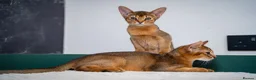 Abyssinian cats for sale: Stunning Wild Ruddy Abyssinian|TICA|Super friendly - Advert 10
