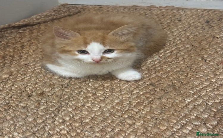 Domestic Shorthair cats - Advert 2