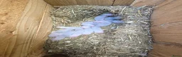 Ferret rodents for sale: Ferret kits ready to leave now - Advert 14