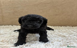 Sproodle dogs for sale: Lovely Sproodles (Springerpoos) - Image 5