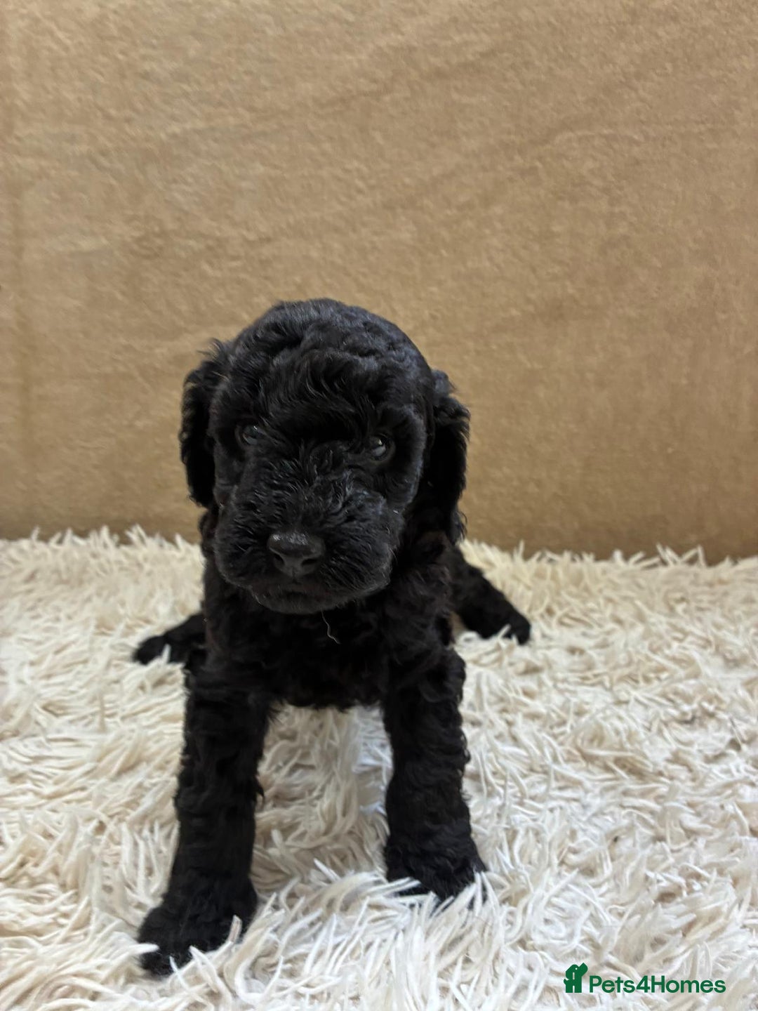 Sproodle dogs for sale: Lovely Sproodles (Springerpoos) - Image 5