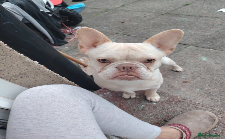 French Bulldog dogs - Advert 1
