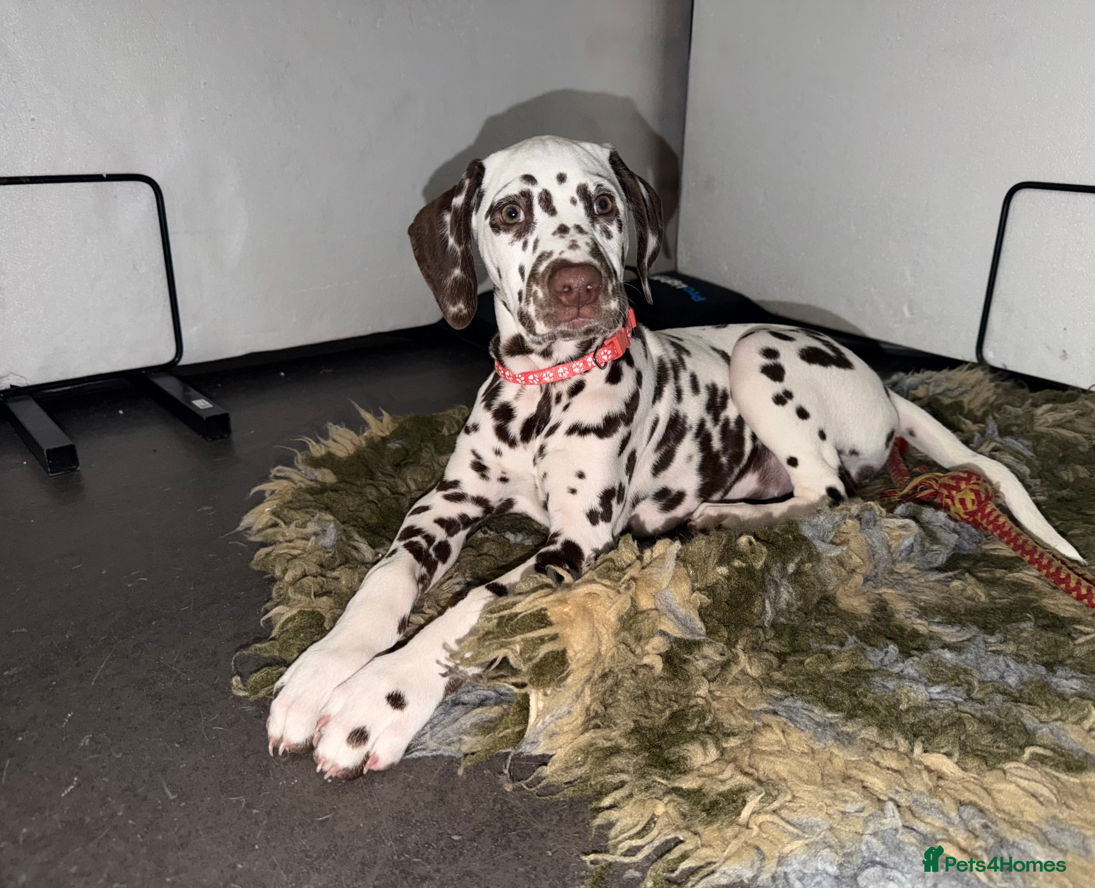 Dalmatian dogs KC Reg Dalmatian Puppies Black & Liver Ready Now - Advert 2