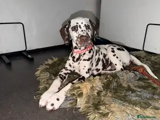 Dalmatian dogs KC Reg Dalmatian Puppies Black & Liver Ready Now - Advert 2