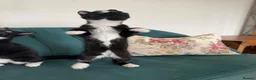 Domestic Shorthair cats for sale: Beautiful Kittens Ready for Their Forever Homes! - Advert 23