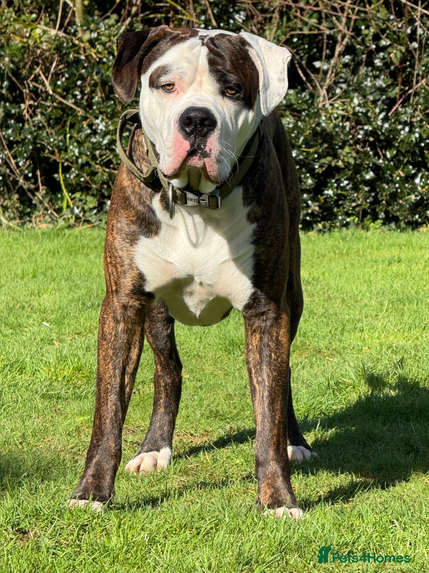 Mastiff dogs Beautiful stud dog available  - Advert 7