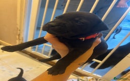 Staffordshire Bull Terrier dogs for sale: 5 staff pups  - Image 9