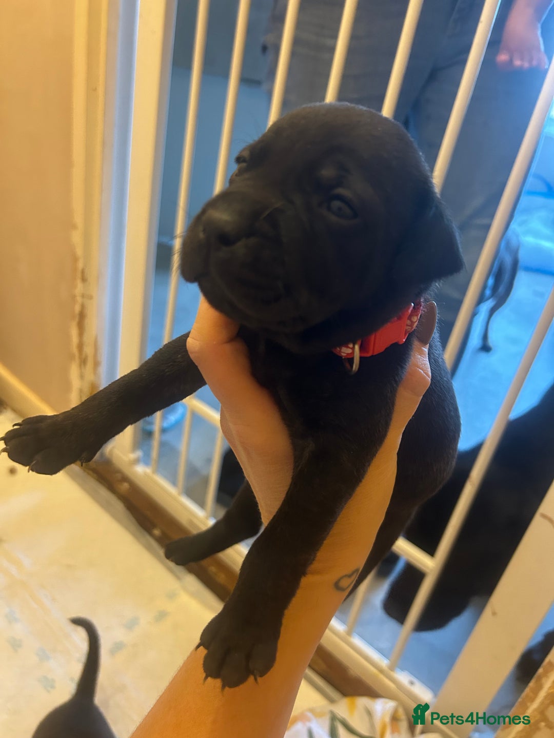 Staffordshire Bull Terrier dogs for sale: 5 staff pups  - Image 9