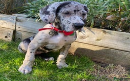 Great Dane dogs for sale: Lovely Female Great Dane Puppy - Image 1