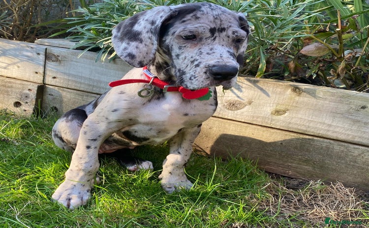 Great Dane dogs - Advert 1