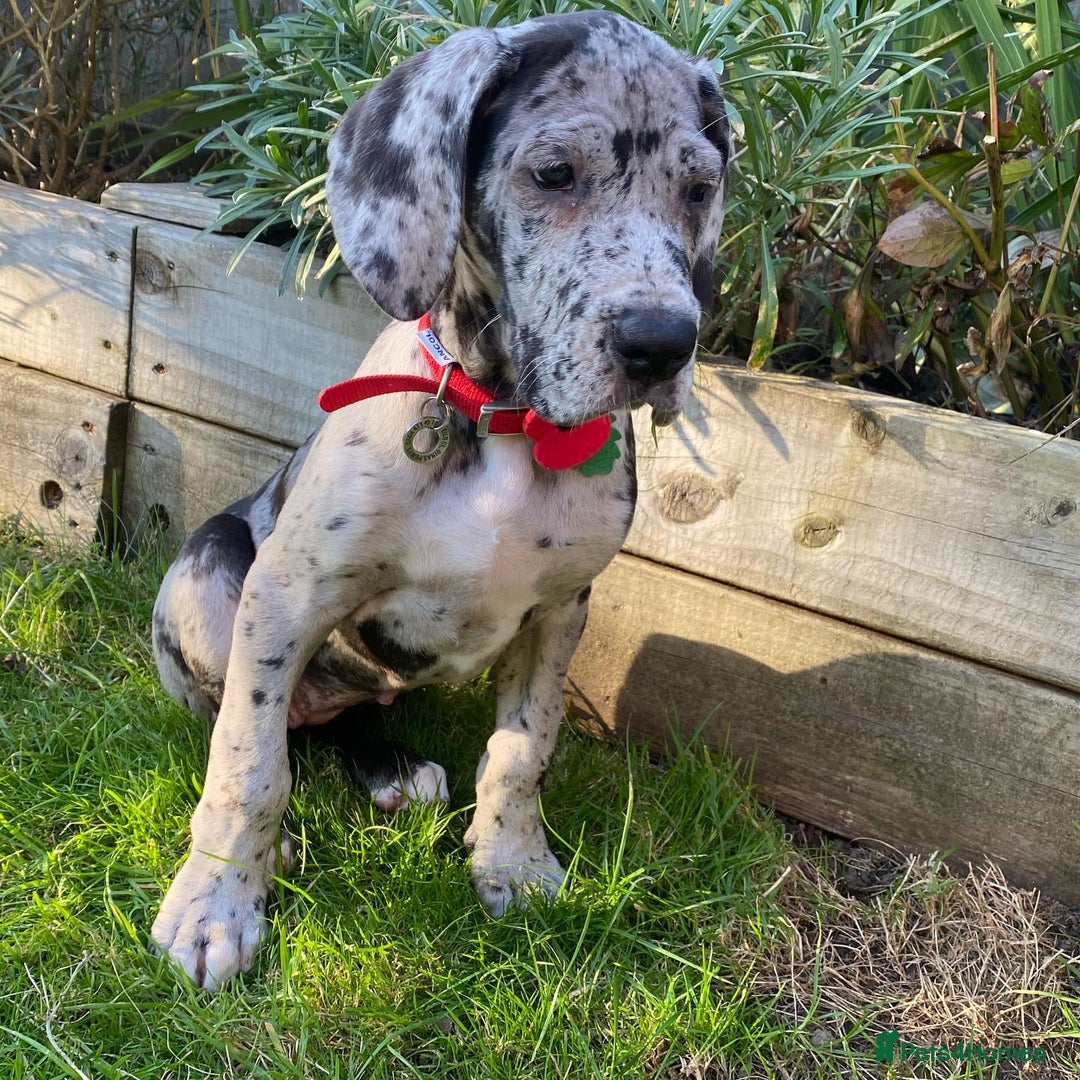 Great Dane dogs for sale: Lovely Female Great Dane Puppy - Image 1