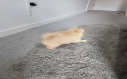 Pomeranian dogs for sale: Pomeranian puppies  - Image 12