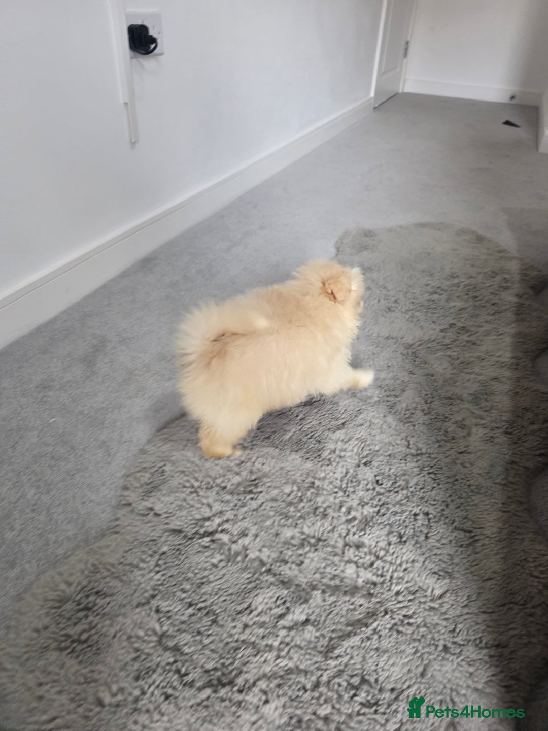 Pomeranian dogs for sale: Pomeranian puppies  - Image 12