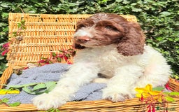 Cockapoo dogs for sale:  cockapoo puppies **READY GO GO** - Image 1