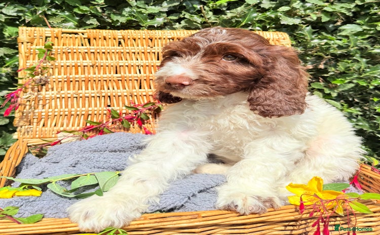 Cockapoo dogs - Advert 9