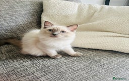 Ragdoll cats for sale: RAGDOLLS KITTENS **INC STARTER PACK & INSURANCE** - Image 4