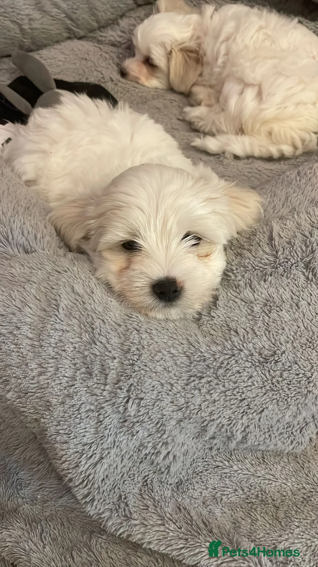 Bichon Frise dogs for sale: bichon frise - Advert 2